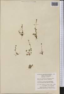 Saxifraga rivularis, America (AMER) (Canada)