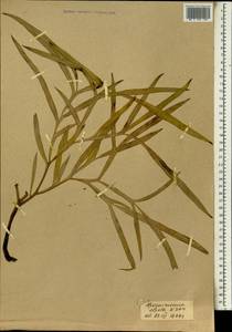 Amorphophallus aphyllus (Hook.) Hutch., Africa (AFR) (Mali)