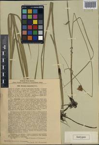 Bolboschoenus schmidii (Raymond) Holub, Siberia, Baikal & Transbaikal region (S4) (Russia)