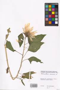 Helianthus annuus L., Eastern Europe, Moscow region (E4a) (Russia)