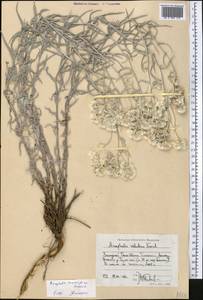 Anaphalis racemifera Franch., Middle Asia, Western Tian Shan & Karatau (M3) (Kyrgyzstan)