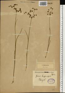 Juncus articulatus L., Eastern Europe, North-Western region (E2) (Russia)