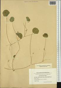 Hydrocotyle vulgaris L., Western Europe (EUR) (Denmark)