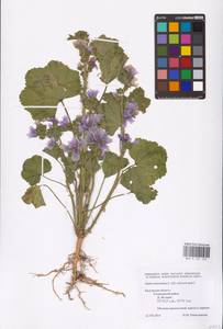 Malva sylvestris var. mauritiana (L.) Boiss., Eastern Europe, Central region (E4) (Russia)