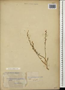 Halothamnus glaucus (M. Bieb.) Botsch., Caucasus, Turkish Caucasus (NE Turkey) (K7) (Turkey)