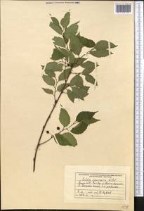 Celtis caucasica Willd., Middle Asia, Northern & Central Tian Shan (M4) (Kyrgyzstan)
