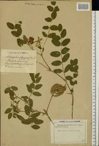 Astragalus glycyphyllos L., Eastern Europe, Latvia (E2b) (Latvia)