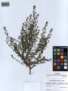 Chaenorhinum minus, Siberia, Altai & Sayany Mountains (S2) (Russia)