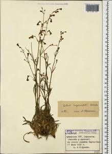 Silene saxatilis Sims, Caucasus, Armenia (K5) (Armenia)