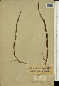 Hemarthria compressa (L.f.) R.Br., Africa (AFR) (South Africa)