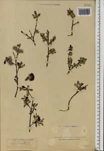 Salix aurita L., Eastern Europe, Northern region (E1) (Russia)
