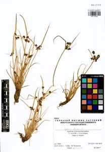 Cyperus fuscus L., Siberia, Baikal & Transbaikal region (S4) (Russia)