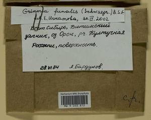 Grimmia funalis (Schwägr.) Bruch & Schimp., Bryophytes, Bryophytes - Baikal & Transbaikal regions (B18) (Russia)
