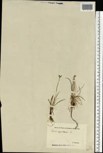 Carex capillaris L., Eastern Europe, Estonia (E2c) (Estonia)