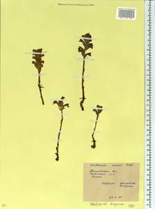 Phelipanche caesia (Rchb.) Soják, Eastern Europe, Rostov Oblast (E12a) (Russia)