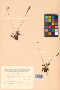 Drosera rotundifolia L., Siberia, Russian Far East (S6) (Russia)