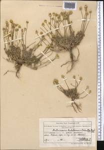 Cancrinia discoidea (Ledeb.) Poljakov ex Tzvelev, Middle Asia, Muyunkumy, Balkhash & Betpak-Dala (M9) (Kazakhstan)