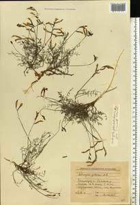 Astragalus pseudotataricus A. Boriss., Eastern Europe, Lower Volga region (E9) (Russia)