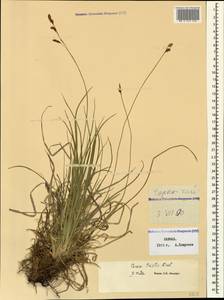 Carex tristis M.Bieb., Caucasus, Dagestan (K2) (Russia)