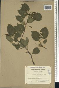 Prunus mahaleb L., Caucasus, Armenia (K5) (Armenia)