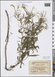 Epilobium palustre L., Eastern Europe, Lower Volga region (E9) (Russia)