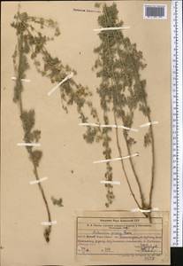 Artemisia persica Boiss., Middle Asia, Western Tian Shan & Karatau (M3) (Uzbekistan)