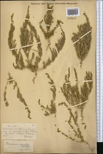 Petrosimonia monandra (Pall.) Bunge, Middle Asia, Muyunkumy, Balkhash & Betpak-Dala (M9) (Kazakhstan)