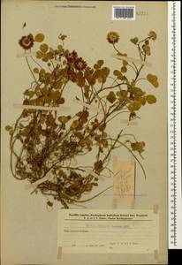 Trifolium repens L., Caucasus, Azerbaijan (K6) (Azerbaijan)