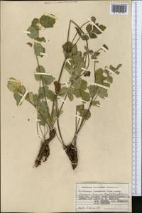 Semenovia dasycarpa (Regel & Schmalh.) Korovin ex Pimenov & V. N. Tikhom., Middle Asia, Pamir & Pamiro-Alai (M2) (Kyrgyzstan)