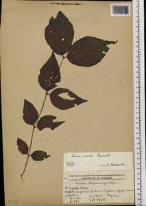 Lonicera maackii (Rupr.) Maxim., Siberia, Russian Far East (S6) (Russia)