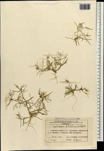 Leptaleum filifolium (Willd.) DC., Caucasus, Azerbaijan (K6) (Azerbaijan)