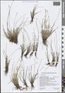 Eleocharis, South Asia, South Asia (Asia outside ex-Soviet states and Mongolia) (ASIA) (Yemen)