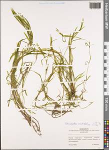 Potamogeton acutifolius Link ex Roem. & Schult., Eastern Europe, Middle Volga region (E8) (Russia)