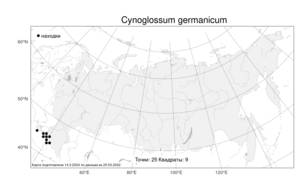 Cynoglossum germanicum Jacq., Atlas of the Russian Flora (FLORUS) (Russia)