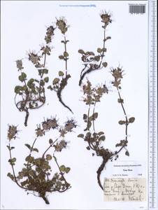 Dracocephalum stamineum Kar. & Kir., Middle Asia, Northern & Central Tian Shan (M4) (Kyrgyzstan)