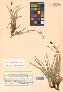 Carex microchaeta subsp. nesophila (Holm) D.F.Murray, Siberia, Chukotka & Kamchatka (S7) (Russia)