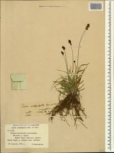 Carex polyphylla Kar. & Kir., Caucasus, North Ossetia, Ingushetia & Chechnya (K1c) (Russia)