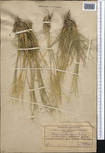 Stipa karataviensis Roshev., Middle Asia, Western Tian Shan & Karatau (M3) (Kazakhstan)