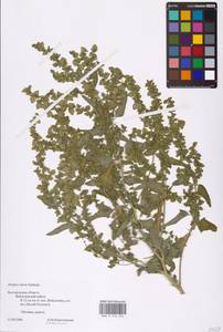Atriplex sagittata Borkh., Eastern Europe, Central forest-and-steppe region (E6) (Russia)