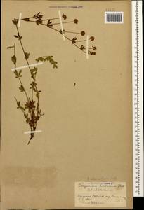 Lotus herbaceus (Vill.) Jauzein, Caucasus, Azerbaijan (K6) (Azerbaijan)