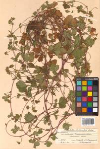 Potentilla stolonifera Lehm. ex Ledeb., Siberia, Chukotka & Kamchatka (S7) (Russia)