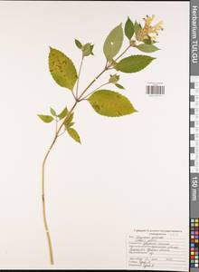 Galeopsis speciosa Mill., Eastern Europe, Central region (E4) (Russia)