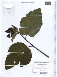 Ficus carica, Caucasus, Krasnodar Krai & Adygea (K1a) (Russia)