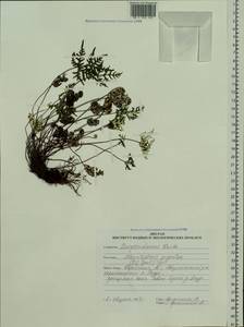Aleuritopteris argentea (S. G. Gmel.) Fée, Siberia, Russian Far East (S6) (Russia)
