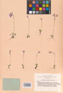 Primula nutans Georgi, Siberia, Altai & Sayany Mountains (S2) (Russia)