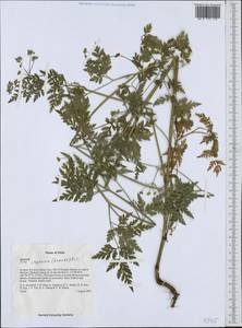 Torilis japonica (Houtt.) DC., South Asia, South Asia (Asia outside ex-Soviet states and Mongolia) (ASIA) (China)