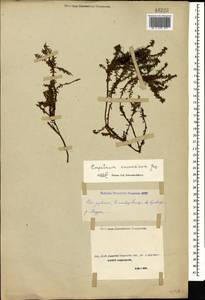 Empetrum nigrum subsp. caucasicum (Juz.) Kuvaev, Caucasus, Stavropol Krai, Karachay-Cherkessia & Kabardino-Balkaria (K1b) (Russia)