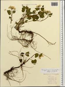 Pachyphragma macrophyllum (Hoffm.) N. Busch, Caucasus, Azerbaijan (K6) (Azerbaijan)