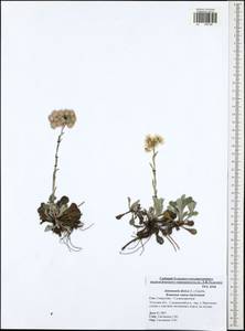 Antennaria dioica (L.) Gaertn., Eastern Europe, Central region (E4) (Russia)