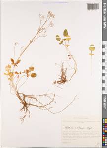 Valeriana martjanovii Krylov, Siberia, Altai & Sayany Mountains (S2) (Russia)